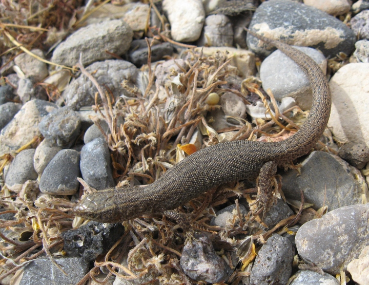 Desert Night Lizard
